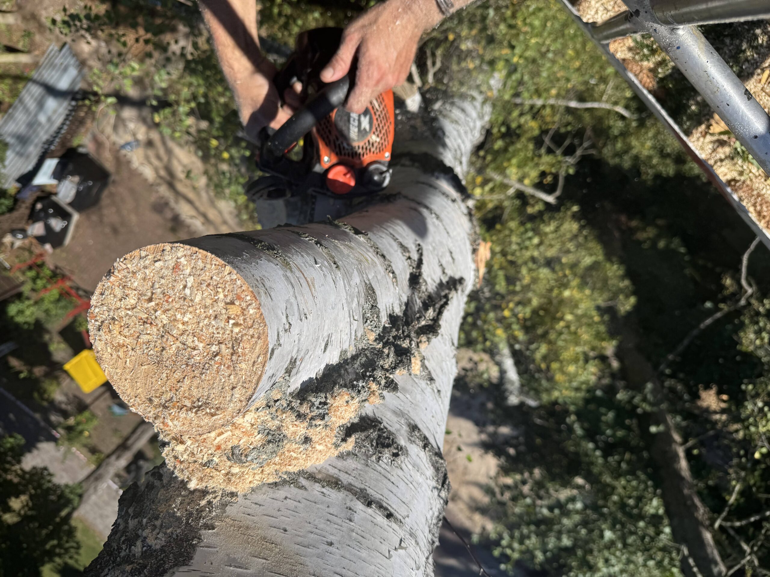 Cięcie wiatrołomów