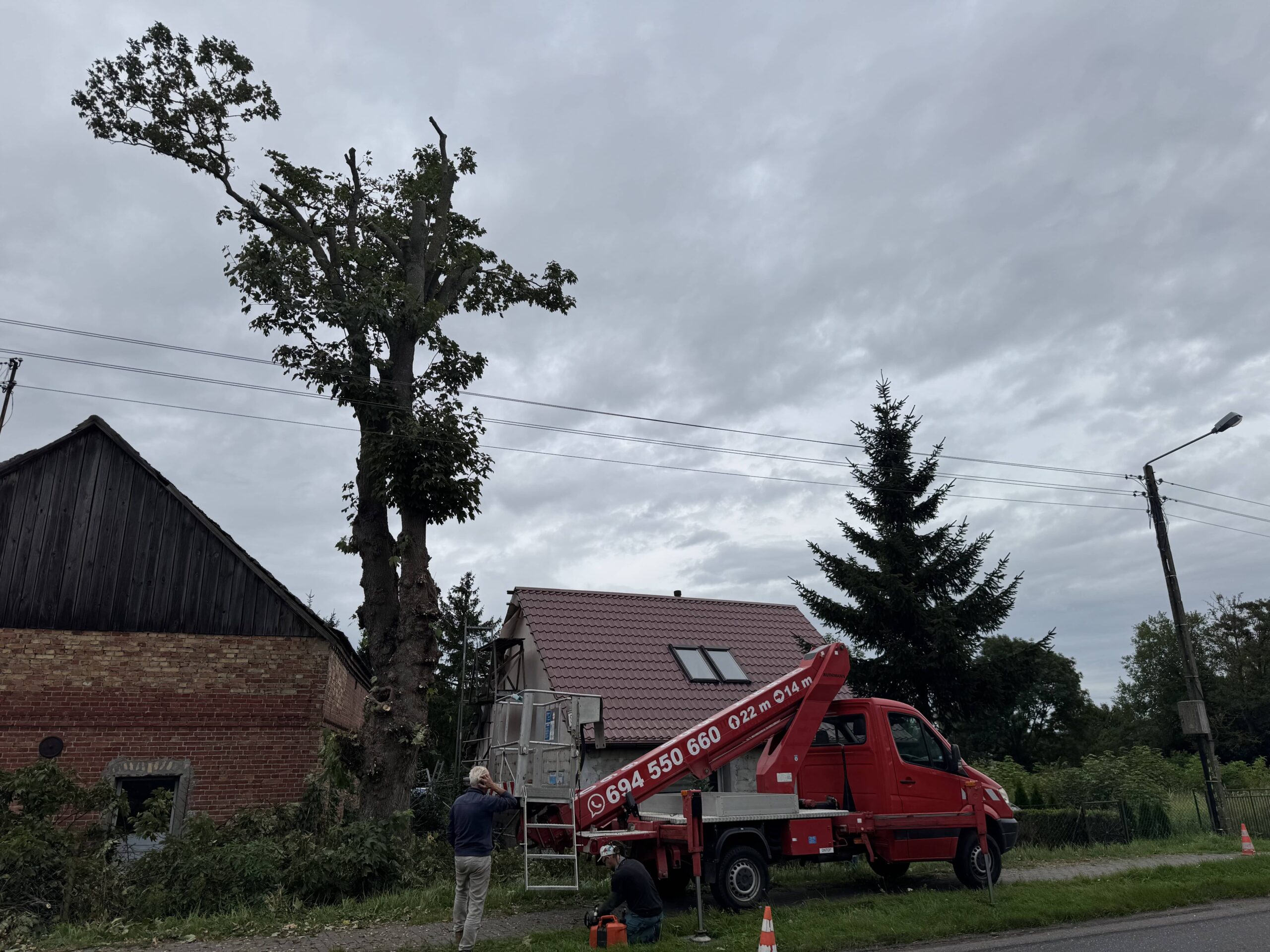 Drzewa przy linii energetycznej