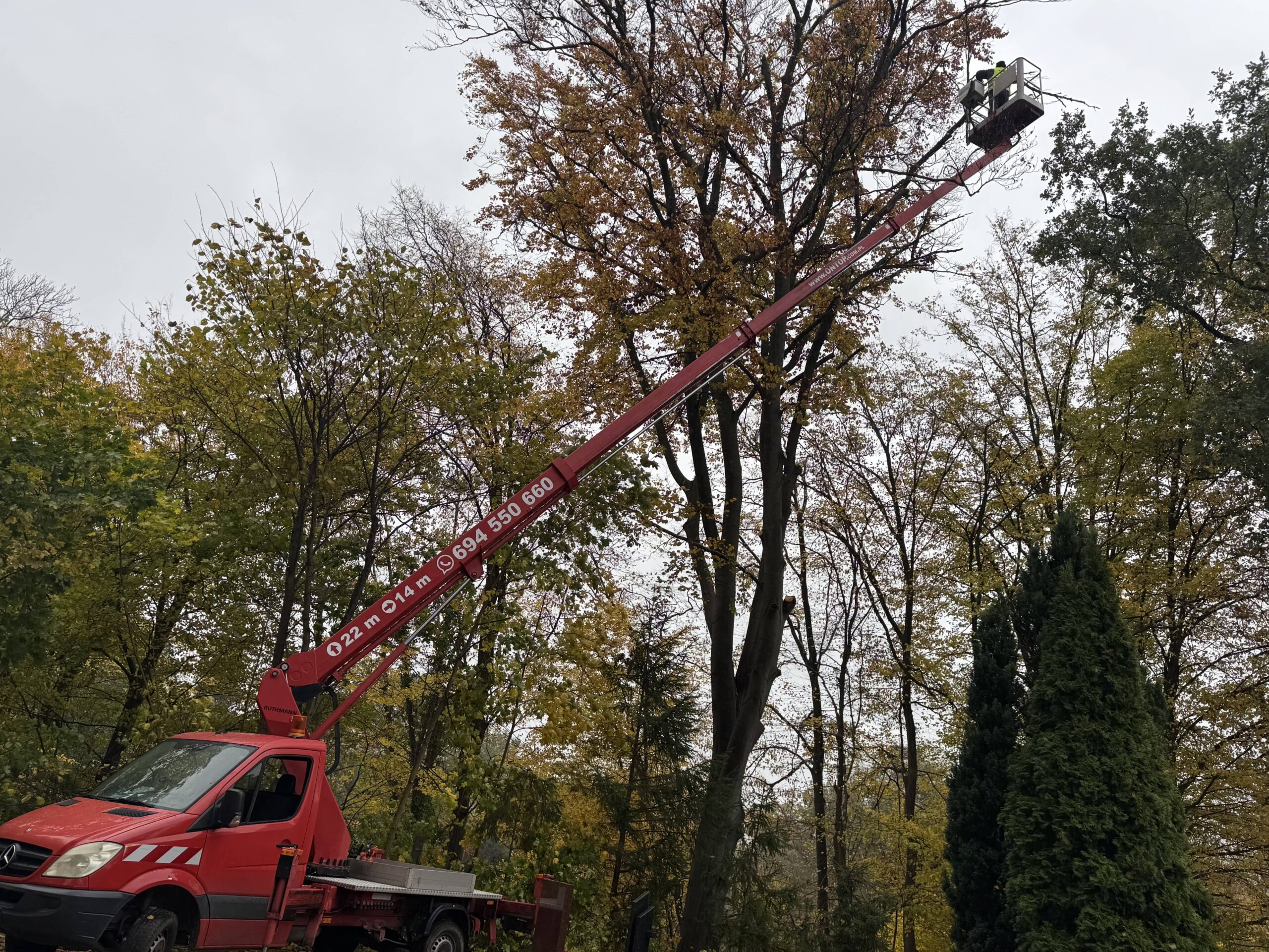 Cięcia pielęgnacyjne na zimę